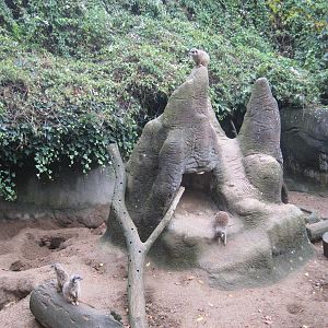 Aalborg Zoo - Meerkat exhibit