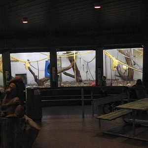 Aalborg Zoo - Orangutan indoors