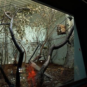 Copenhagen Zoo - World of Primates (ruffed lemurs)