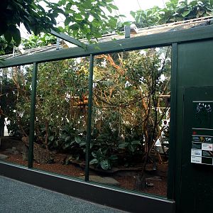 Copenhagen Zoo - World of Primates (tamarins)