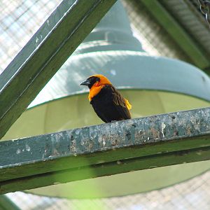 The birds of Niagara Parks Greenhouse