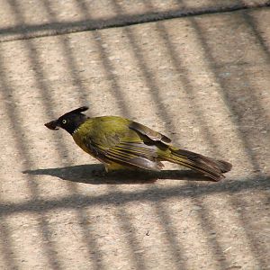 The birds of Niagara Parks Greenhouse