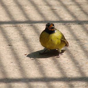 The birds of Niagara Parks Greenhouse