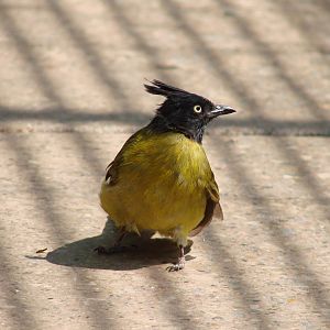 The birds of Niagara Parks Greenhouse