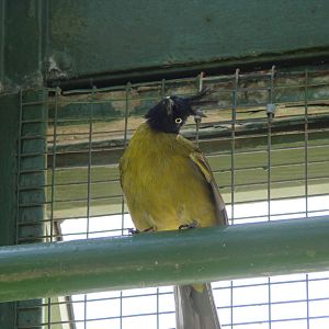 The birds of Niagara Parks Greenhouse