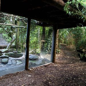 Duisburg Zoo - Fossa exhibit