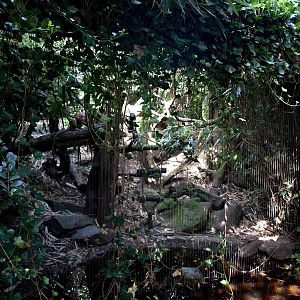 Duisburg Zoo - Fossa exhibit
