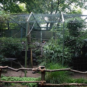 Duisburg Zoo - Ruffed lemur exhibit