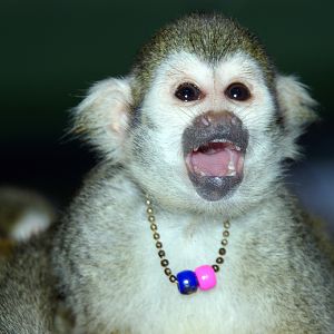 Squirrel Monkey
