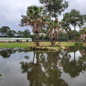Common hippopotamus, Blue wildebeest and Forest buffalo exhibit -Zoo du bassin d'Arcachon (2024)