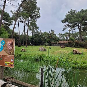 South African cheetah exhibit -Zoo du bassin d'Arcachon (2024)