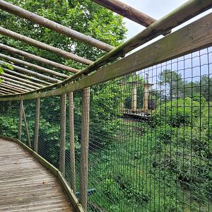 White lion exhibit -Zoo du bassin d'Arcachon (2024)