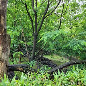 Northern raccoon exhibit -Zoo du bassin d'Arcachon (2024)