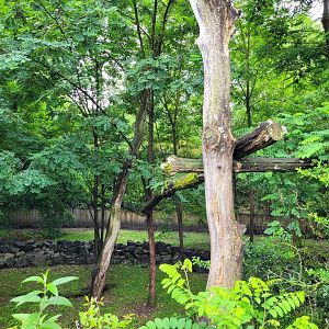 Northern raccoon exhibit -Zoo du bassin d'Arcachon (2024)