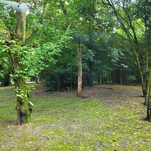 Eurasian lynx exhibit -Zoo du bassin d'Arcachon (2024)