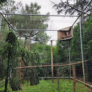 Bengal eagle-owl exhibit -Zoo du bassin d'Arcachon (2024)