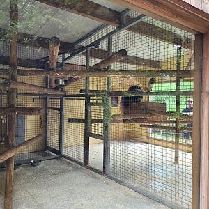 Binturong indoors exhibit -Zoo du bassin d'Arcachon (2024)