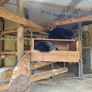 Binturong indoors exhibit -Zoo du bassin d'Arcachon (2024)
