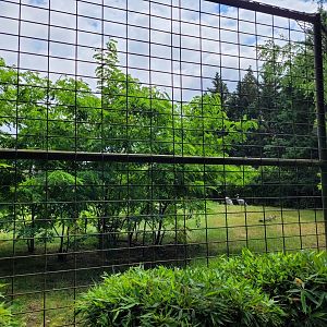 Indian sarus crane exhibit -Zoo du bassin d'Arcachon (2024)