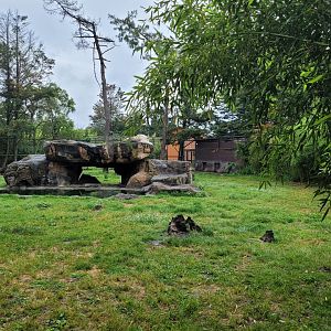 White tiger exhibit -Zoo du bassin d'Arcachon (2024)