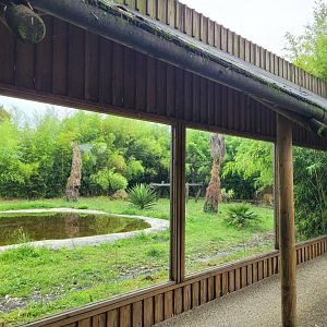 Second Sumatran tiger viewing area -Zoo du bassin d'Arcachon (2024)