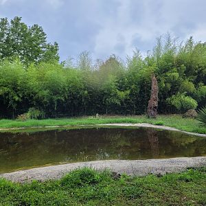 Sumatran tiger exhibit -Zoo du bassin d'Arcachon (2024)