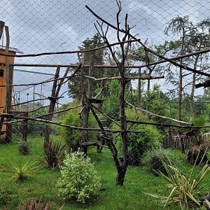 Roloway monkey exhibit -Zoo du bassin d'Arcachon (2024)