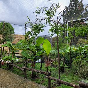 African rainforest aviary -Zoo du bassin d'Arcachon (2024)