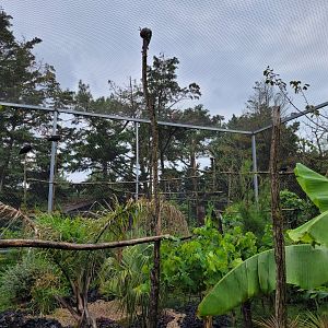 African rainforest aviary -Zoo du bassin d'Arcachon (2024)