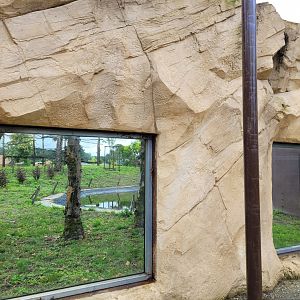 Gorilla exhibit view from the aviary -Zoo du bassin d'Arcachon (2024)