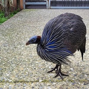 Vulturine guineafowl -Zoo du bassin d'Arcachon (2024)
