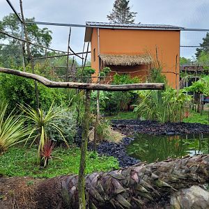 African rainforest aviary -Zoo du bassin d'Arcachon (2024)