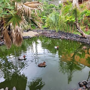 African rainforest aviary -Zoo du bassin d'Arcachon (2024)