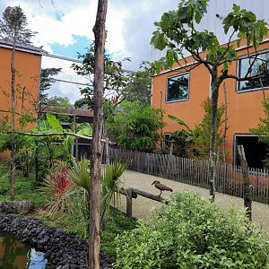African rainforest aviary -Zoo du bassin d'Arcachon (2024)