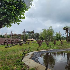 Western lowland gorilla, Black crested mangabey and Red-tailed moustached monkey exhibit -Zoo du bassin d'Arcachon (2024)