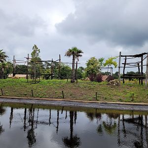 Western lowland gorilla, Black crested mangabey and Red-tailed moustached monkey exhibit -Zoo du bassin d'Arcachon (2024)