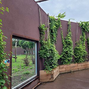 Gorilla viewing area -Zoo du bassin d'Arcachon (2024)