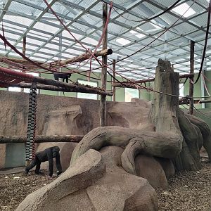 Western lowland gorilla, Black crested mangabey and Red-tailed moustached monkey indoors exhibit -Zoo du bassin d'Arcachon (2024)