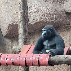 Western lowland gorilla -Zoo du bassin d'Arcachon (2024)