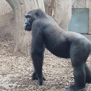 Western lowland gorilla -Zoo du bassin d'Arcachon (2024)