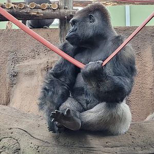 Western lowland gorilla -Zoo du bassin d'Arcachon (2024)