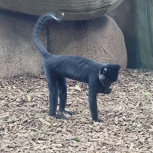 Black crested mangabey -Zoo du bassin d'Arcachon (2024)