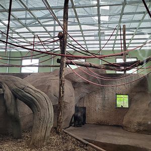 Western lowland gorilla, Black crested mangabey and Red-tailed moustached monkey indoors exhibit -Zoo du bassin d'Arcachon (2024)