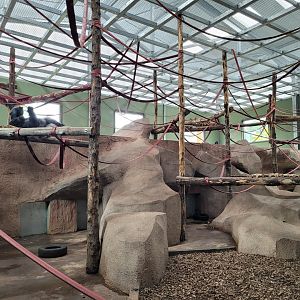 Western lowland gorilla and Kikuyu guereza indoors exhibit -Zoo du bassin d'Arcachon (2024)