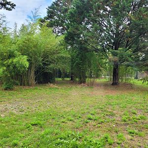 Sumatran tiger exhibit -Zoo du bassin d'Arcachon (2024)