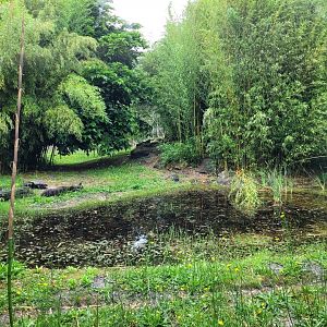 Jaguar exhibit -Zoo du bassin d'Arcachon (2024)