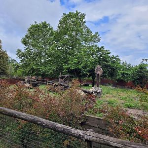 Malayan sun bear exhibit -Zoo du bassin d'Arcachon (2024)