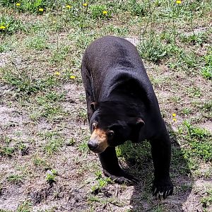 Malayan sun bear -Zoo du bassin d'Arcachon (2024)