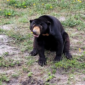 Malayan sun bear -Zoo du bassin d'Arcachon (2024)
