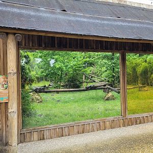 Jaguar exhibit -Zoo du bassin d'Arcachon (2024)